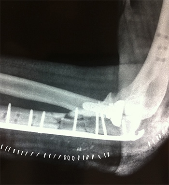 traumaunit traumatologia
